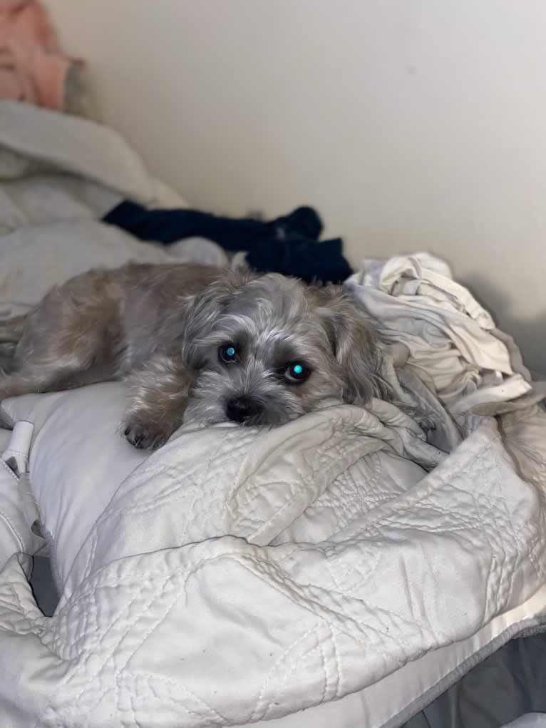 Boop, a Shih Tzu and Miniature Schnauzer mix tested with EmbarkVet.com