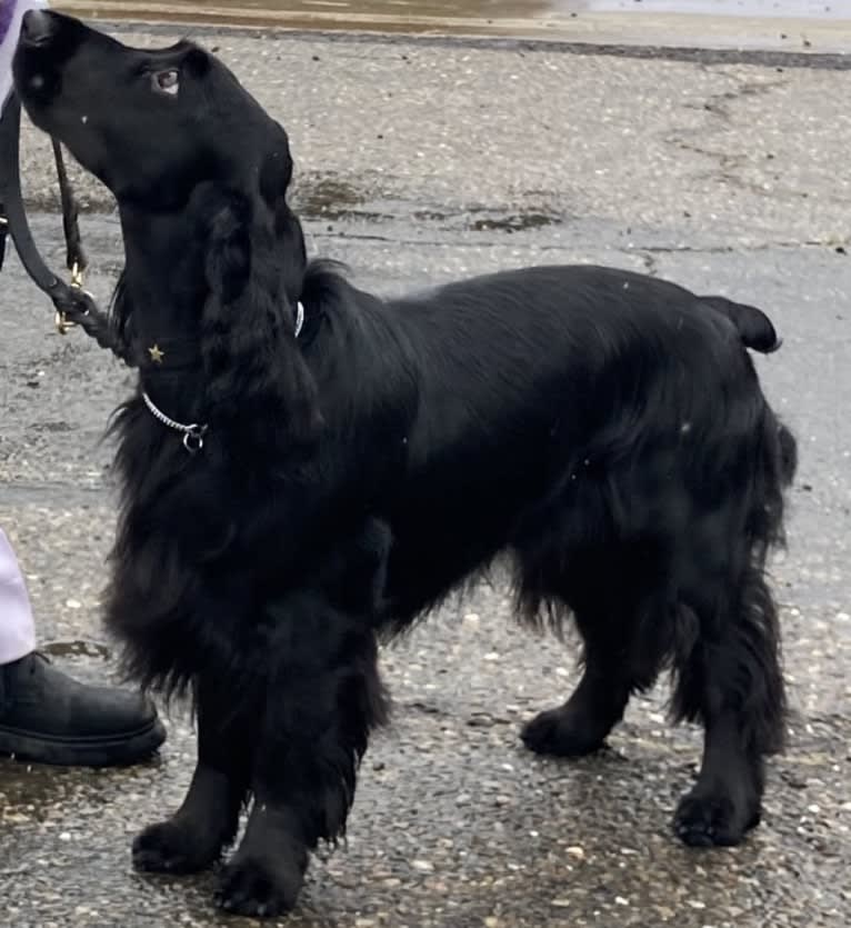 Bramble, a Field Spaniel tested with EmbarkVet.com