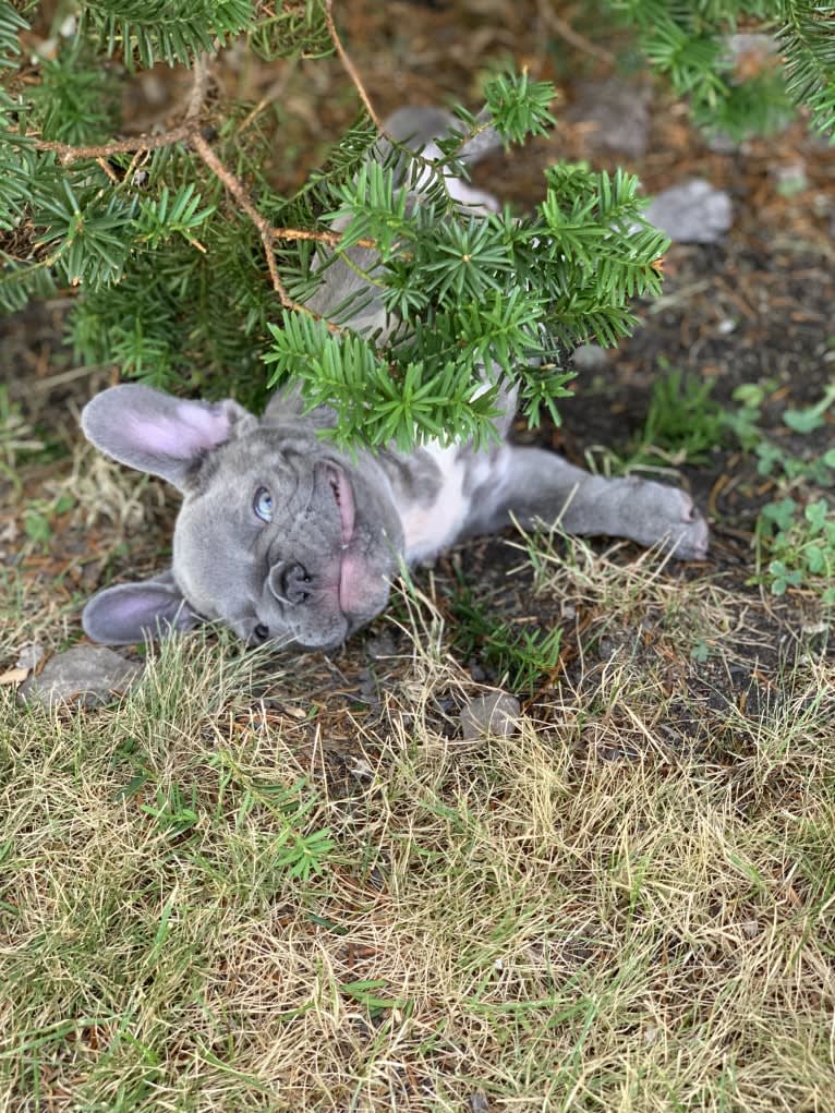 Nardo, a French Bulldog tested with EmbarkVet.com