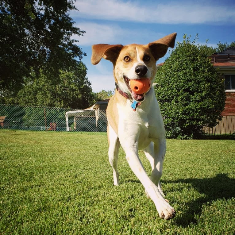 Mollie, a Treeing Walker Coonhound and Beagle mix tested with EmbarkVet.com