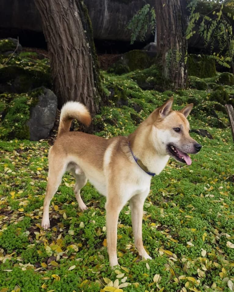 Cúchulainn, a Kishu Ken tested with EmbarkVet.com