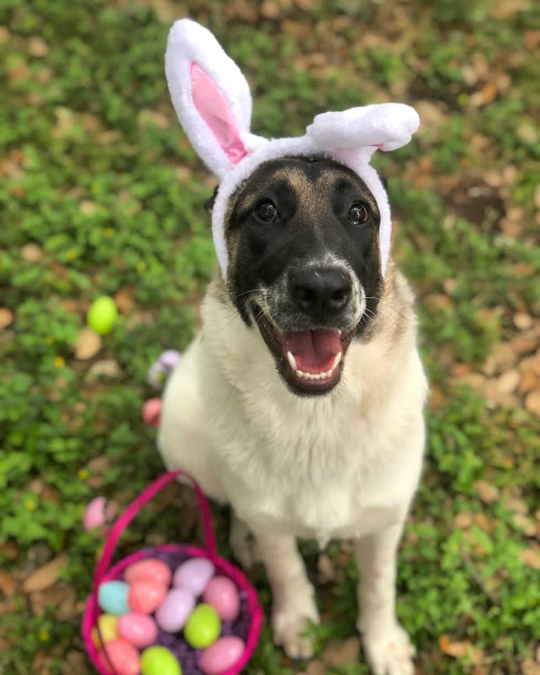 Eris, a German Shepherd Dog and Chow Chow mix tested with EmbarkVet.com