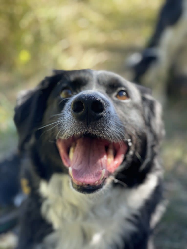 Mhysa, a Border Collie and Australian Shepherd mix tested with EmbarkVet.com