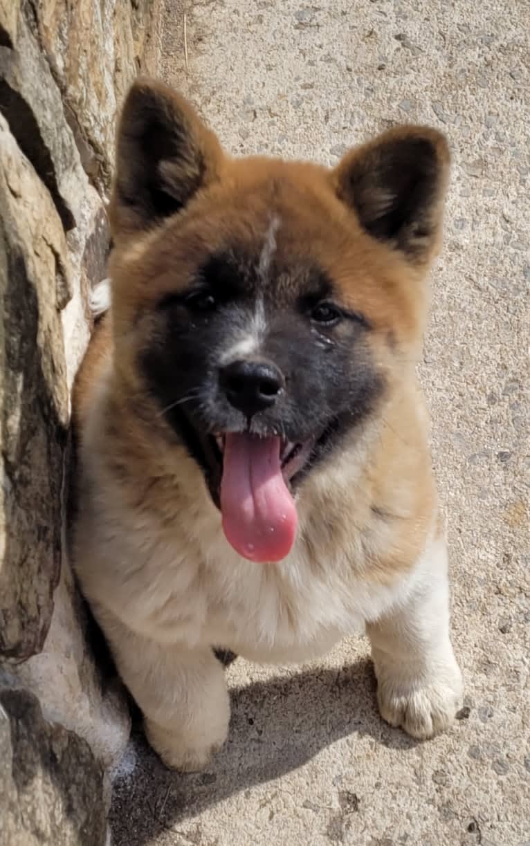 Geena, an Akita tested with EmbarkVet.com