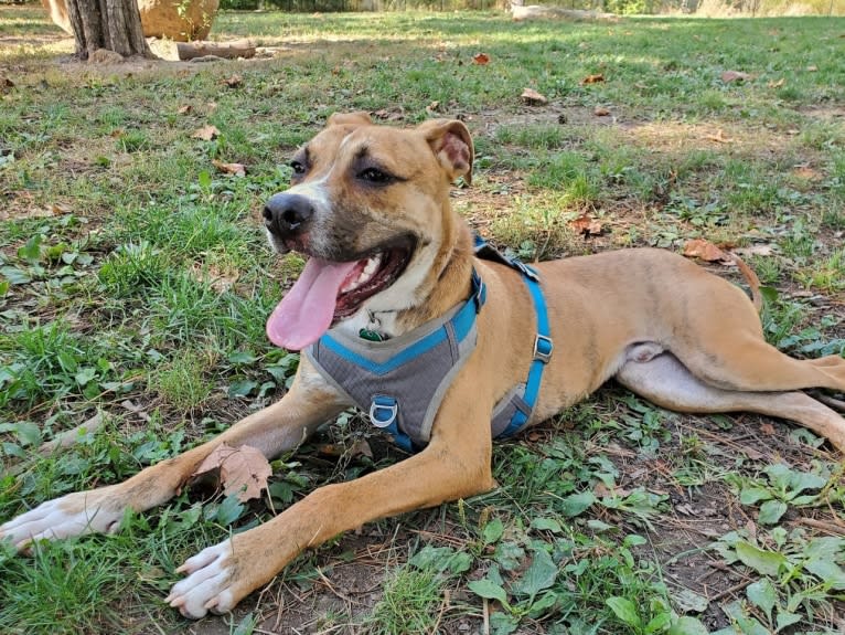 Coffee, an American Pit Bull Terrier and Boxer mix tested with EmbarkVet.com