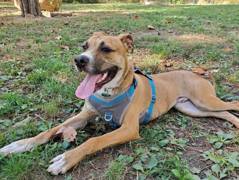 Coffee, an American Pit Bull Terrier and Boxer mix tested with EmbarkVet.com