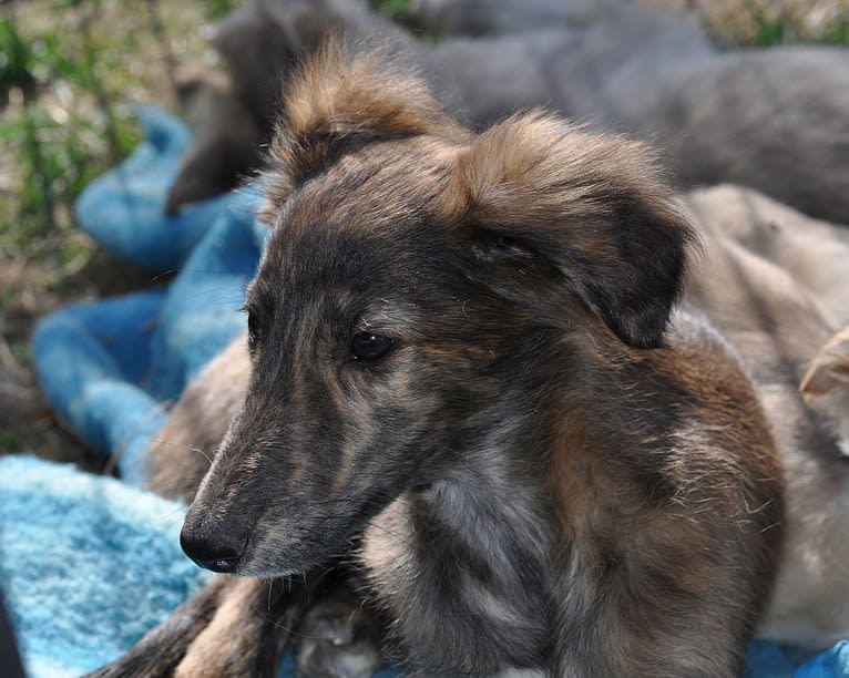 Jumpystumpy, a Silken Windhound tested with EmbarkVet.com