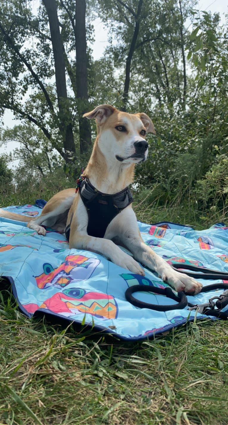 Frank, an American Pit Bull Terrier and Great Pyrenees mix tested with EmbarkVet.com