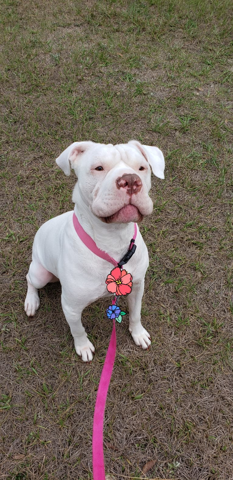 Storm, an American Bulldog tested with EmbarkVet.com