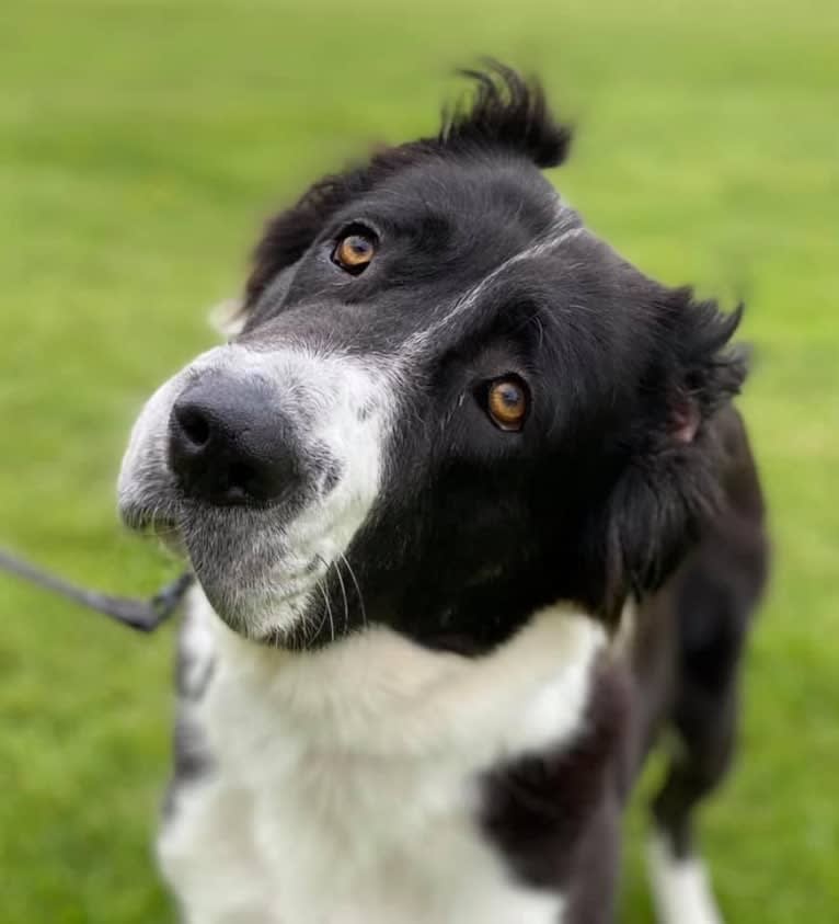 Tula, a Central Asian Shepherd Dog tested with EmbarkVet.com