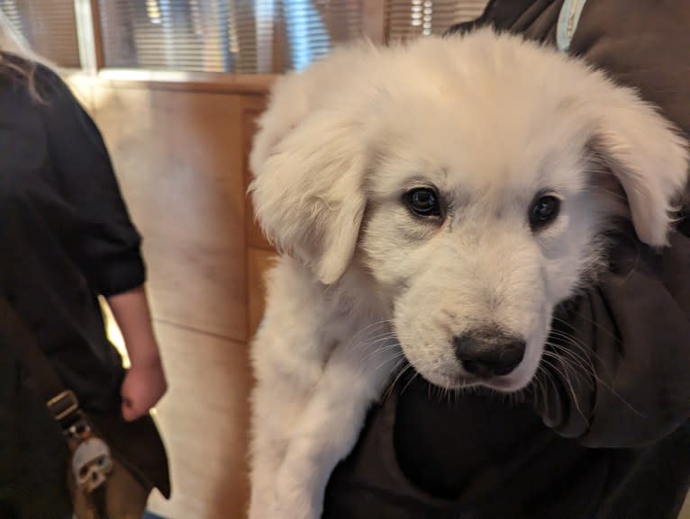 Valiant, a Great Pyrenees tested with EmbarkVet.com