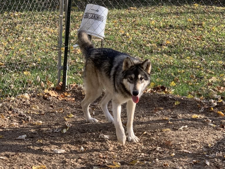 Apollo a dog tested with EmbarkVet.com