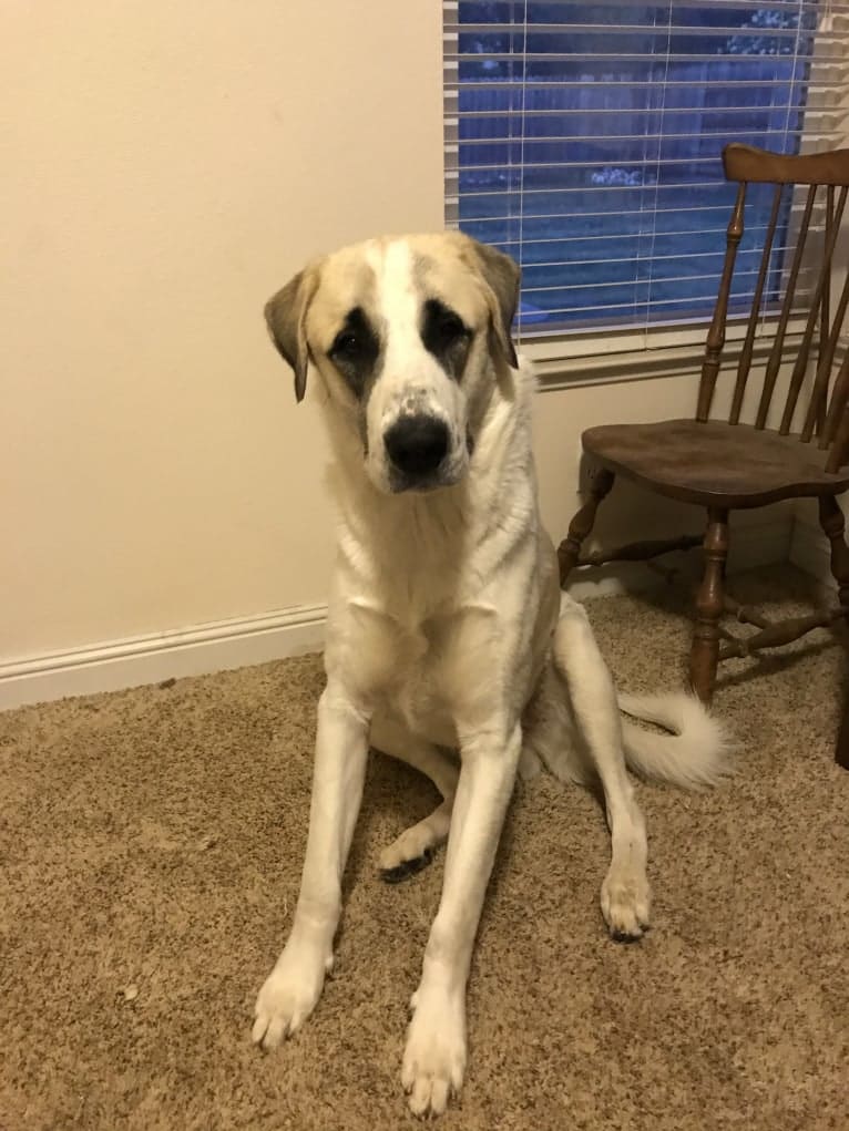 Rocket, an Anatolian Shepherd Dog tested with EmbarkVet.com