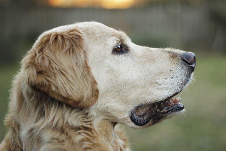 Riggs, a Labrador Retriever and Rat Terrier mix tested with EmbarkVet.com
