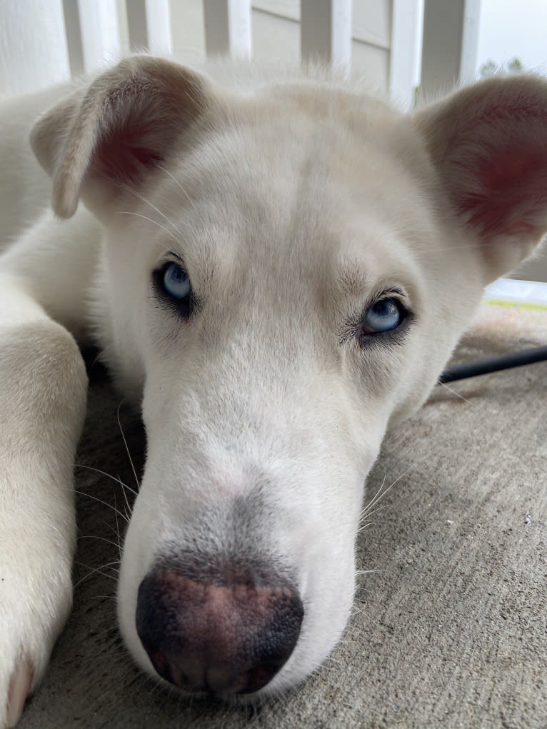 Dash, a Gerberian Shepsky (12.7% unresolved) tested with EmbarkVet.com