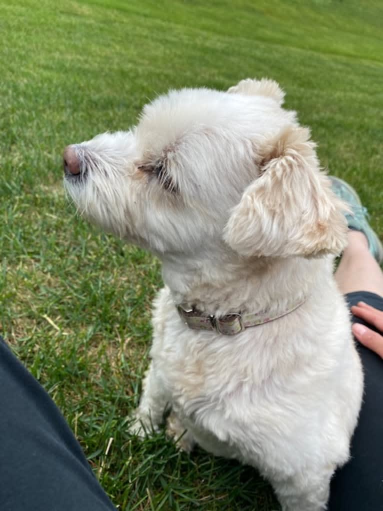 Zuzu, a Miniature Pinscher and Poodle (Small) mix tested with EmbarkVet.com