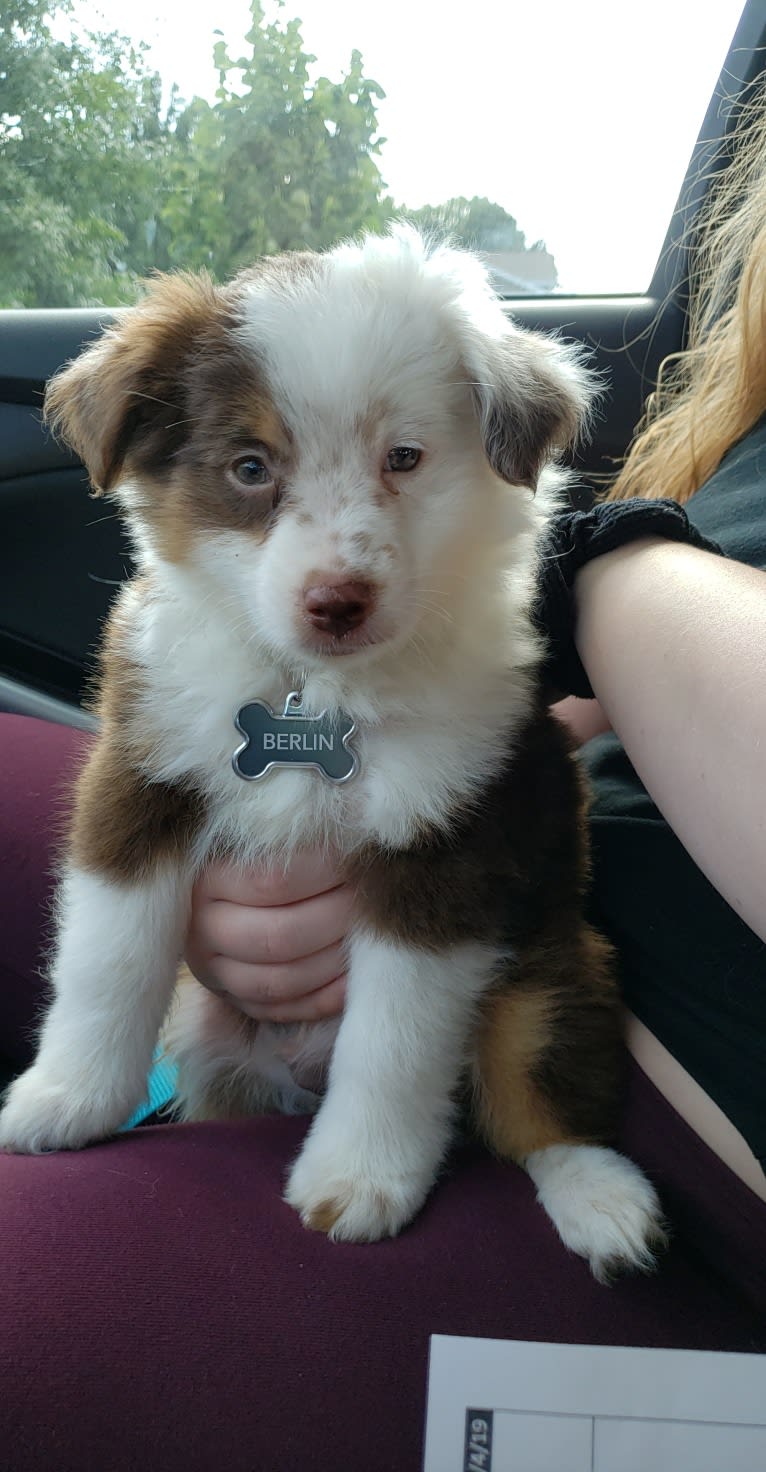 Berlin, an Australian Shepherd tested with EmbarkVet.com