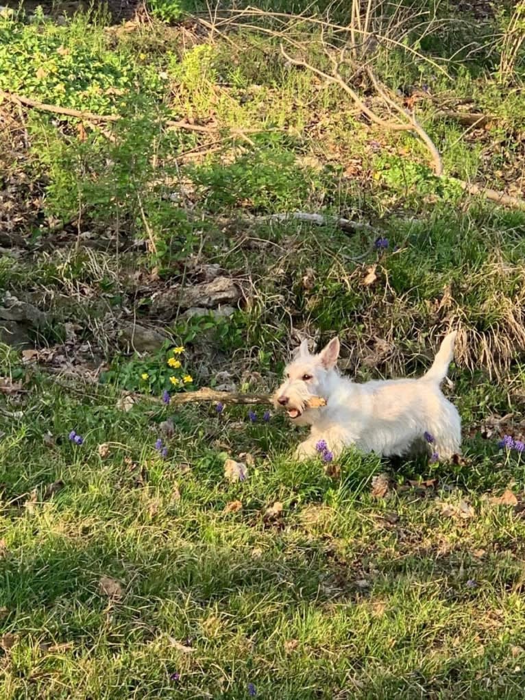 AFTERGLOW’S DREAMSICLE, a Scottish Terrier tested with EmbarkVet.com