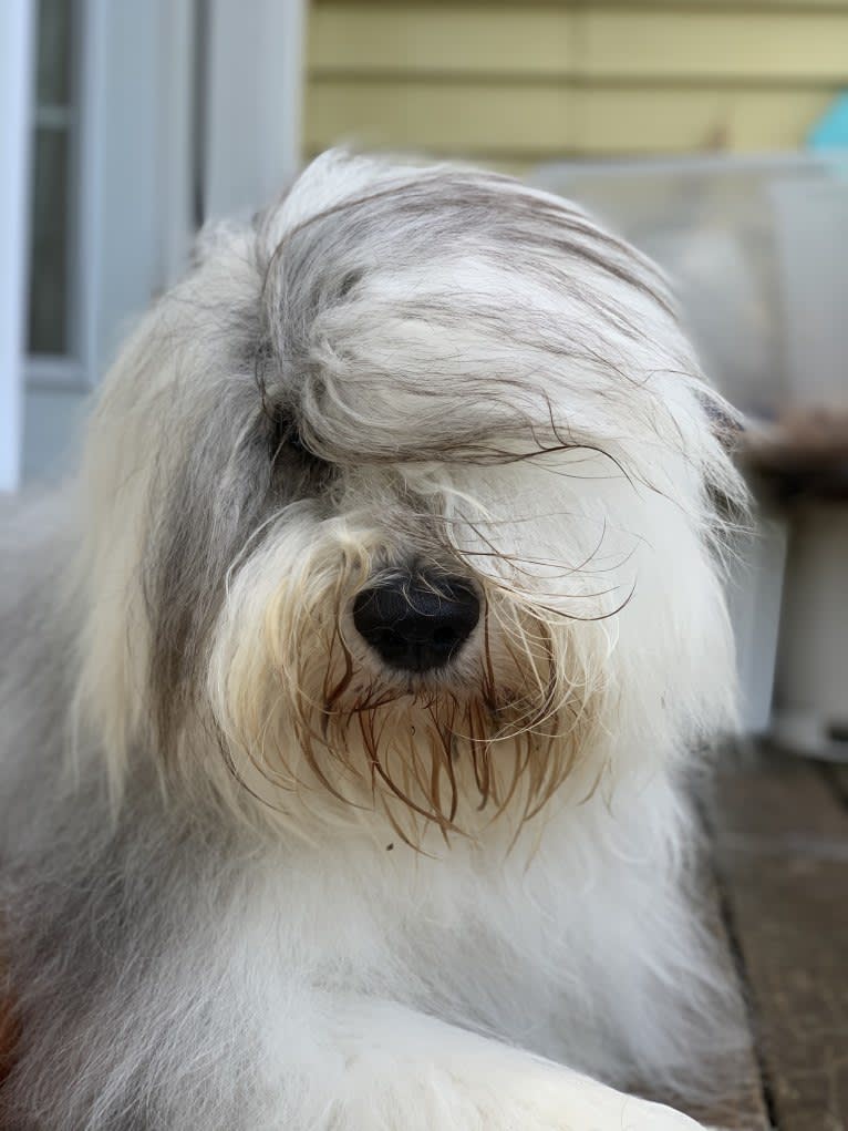 Arlo, an Old English Sheepdog tested with EmbarkVet.com