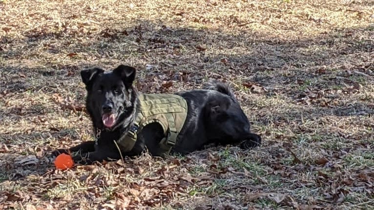 Freya, a Norwegian Elkhound and Golden Retriever mix tested with EmbarkVet.com