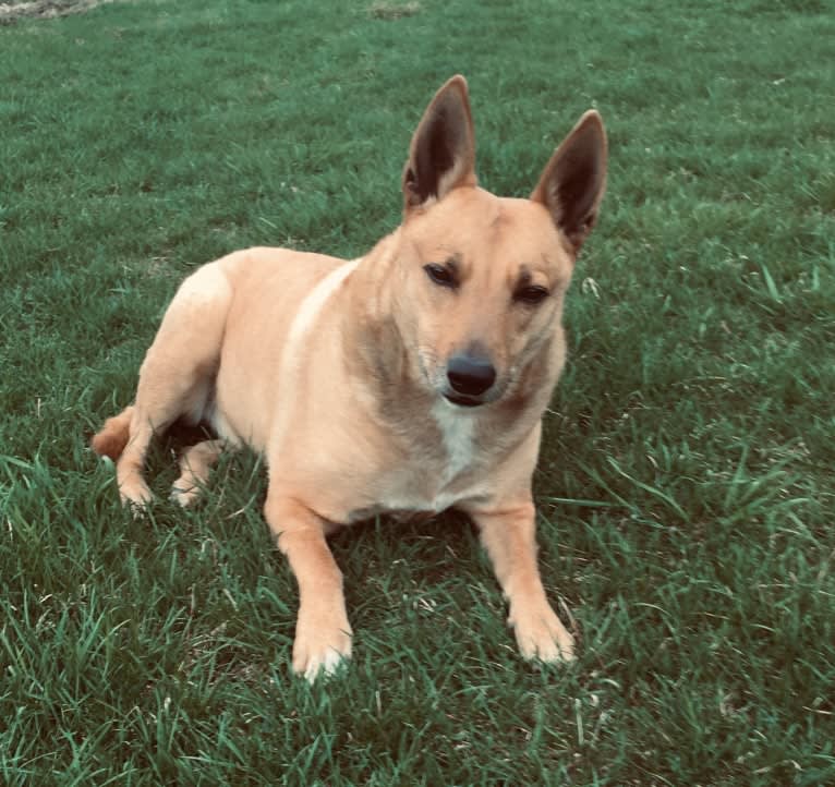 Gitlee, a Carolina Dog tested with EmbarkVet.com