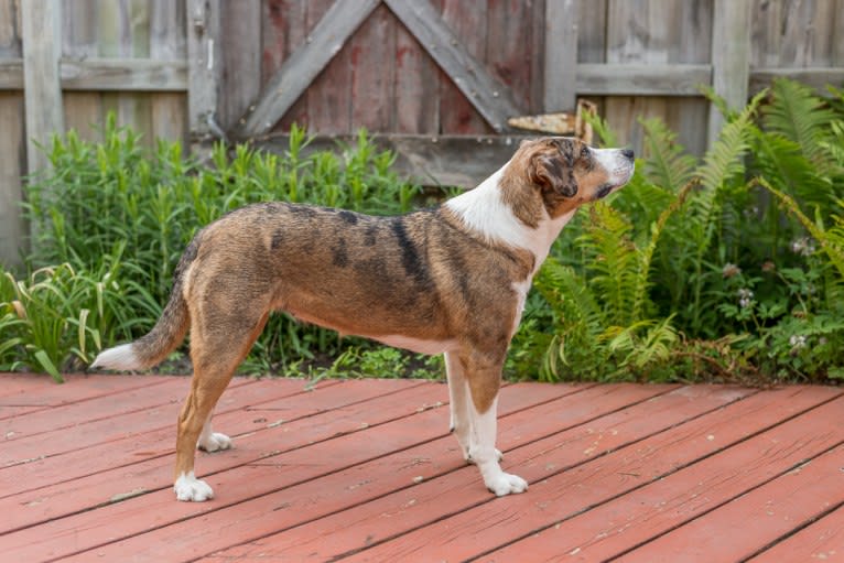LucyLou, an American Pit Bull Terrier and Miniature/MAS-type Australian Shepherd mix tested with EmbarkVet.com