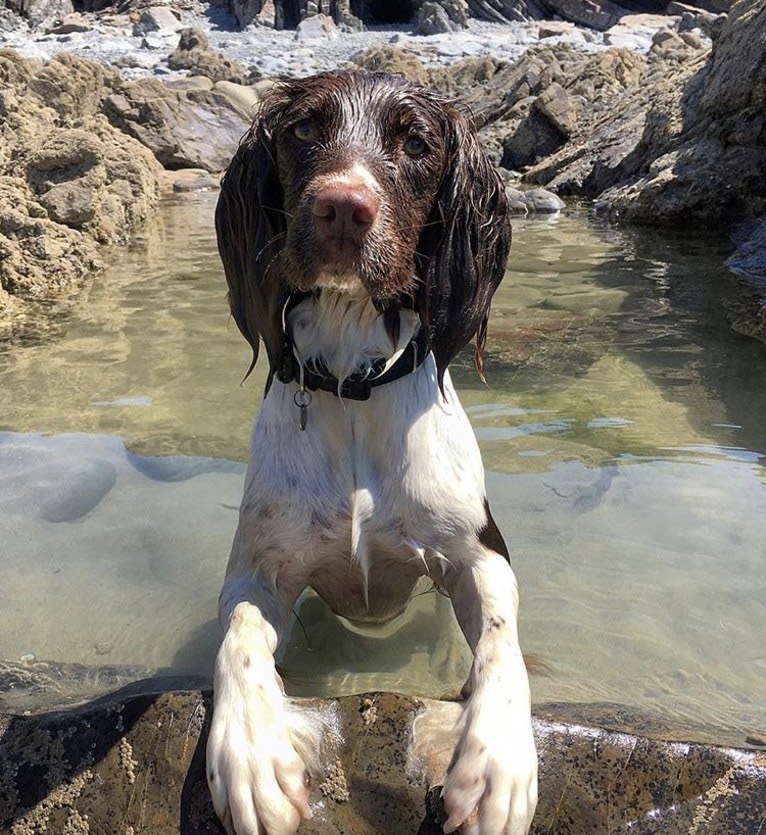 Willow, an English Springer Spaniel tested with EmbarkVet.com