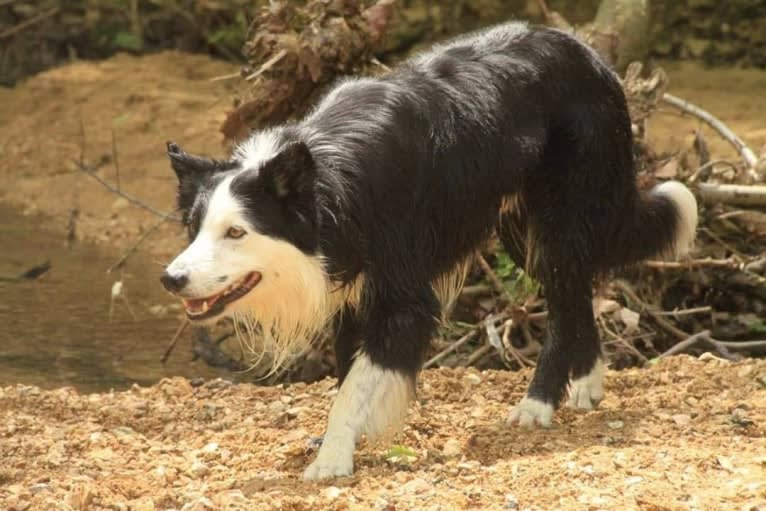 Ripper, a Border Collie tested with EmbarkVet.com