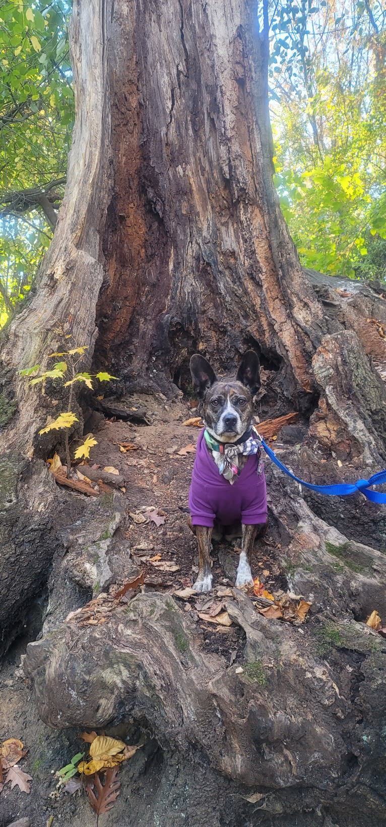 Rosie, a Boston Terrier and Basset Hound mix tested with EmbarkVet.com