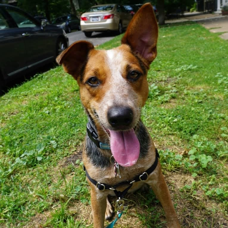 Brizzy, an Australian Cattle Dog and Welsh Terrier mix tested with EmbarkVet.com