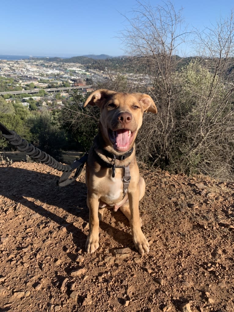 Conan, a German Shepherd Dog and American Pit Bull Terrier mix tested with EmbarkVet.com