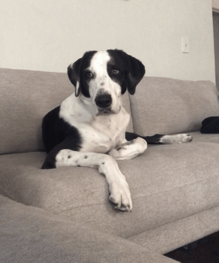 Bentley, a Treeing Walker Coonhound and American Pit Bull Terrier mix tested with EmbarkVet.com