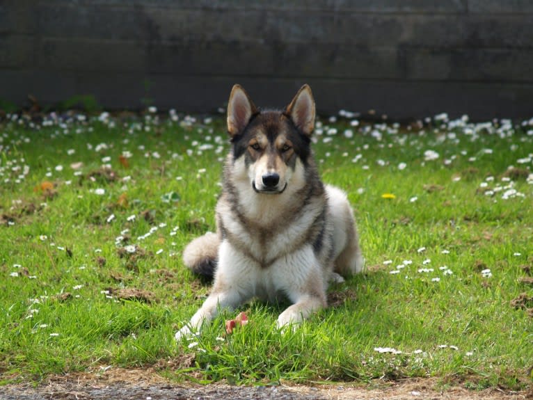 Kalen, a German Shepherd Dog and Siberian Husky mix tested with EmbarkVet.com