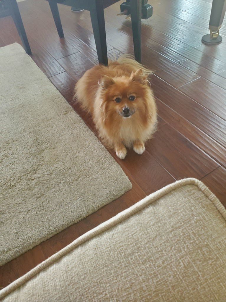 Bear, a Pomeranian tested with EmbarkVet.com