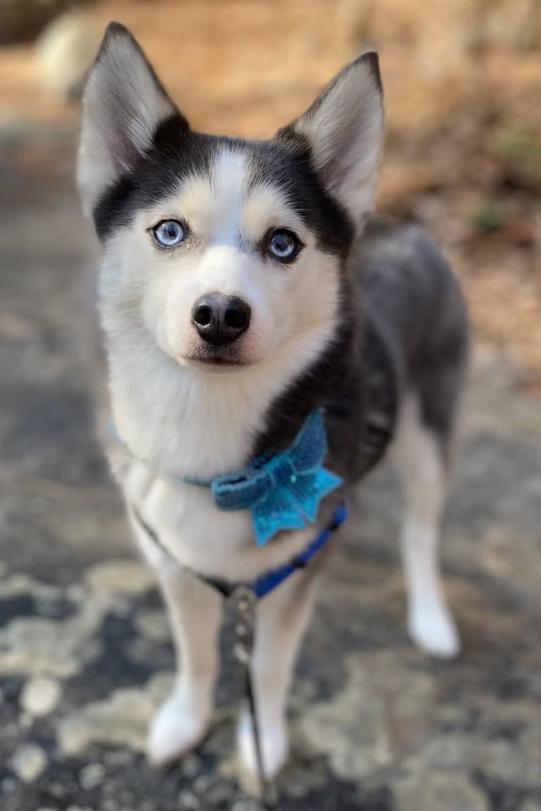 SKADI, a Pomsky tested with EmbarkVet.com