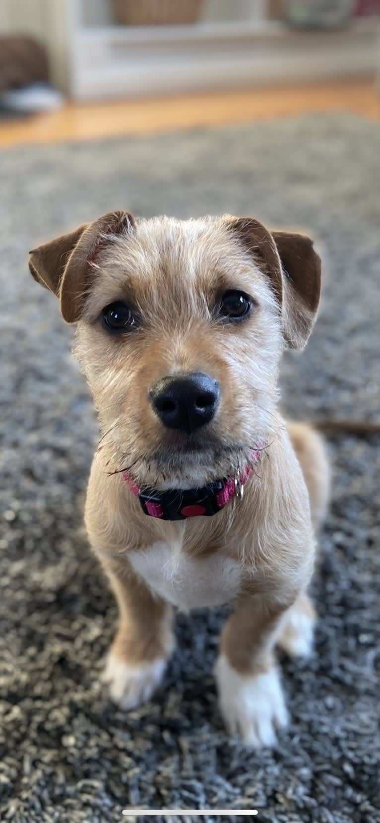 Gia, an American Pit Bull Terrier and Shih Tzu mix tested with EmbarkVet.com