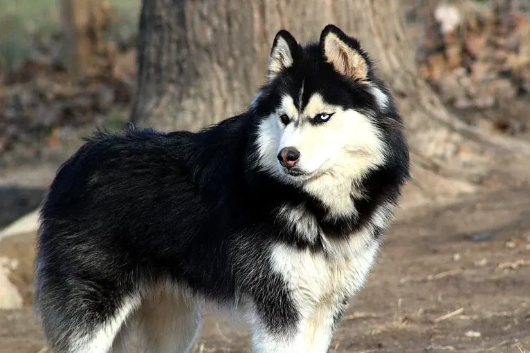 "NEO" NOVEL SIBERIAN'S SLEIGH RIDE, a Siberian Husky tested with EmbarkVet.com