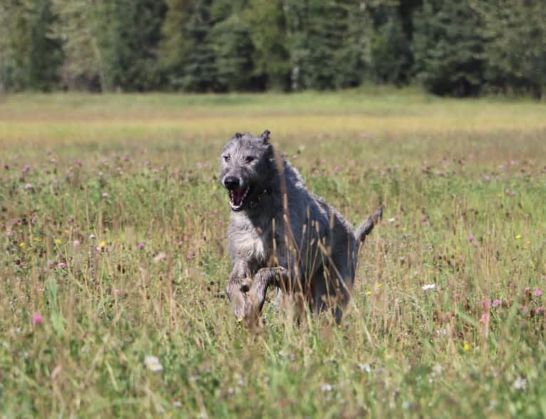 Bella, an Irish Wolfhound tested with EmbarkVet.com