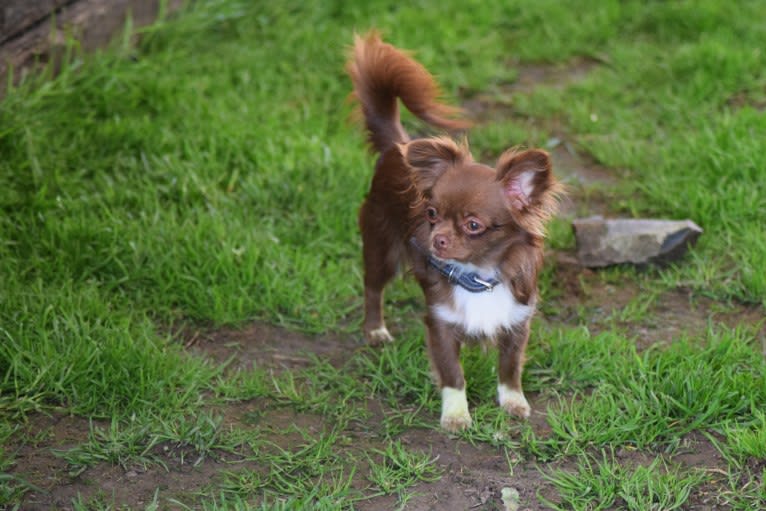 Czarina, a Chihuahua tested with EmbarkVet.com