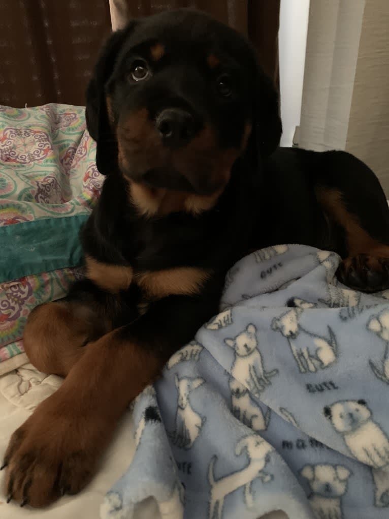 Chompy, a Rottweiler tested with EmbarkVet.com