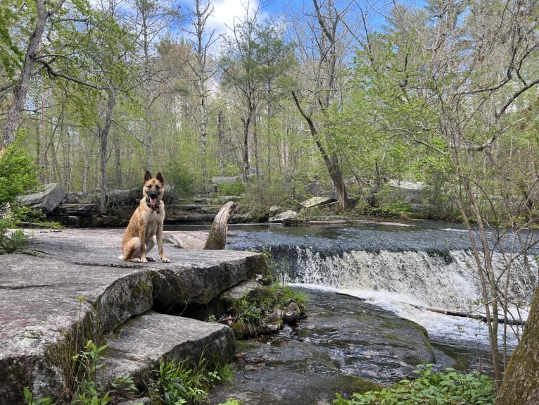 Everhett, a German Shepherd Dog and Australian Cattle Dog mix tested with EmbarkVet.com