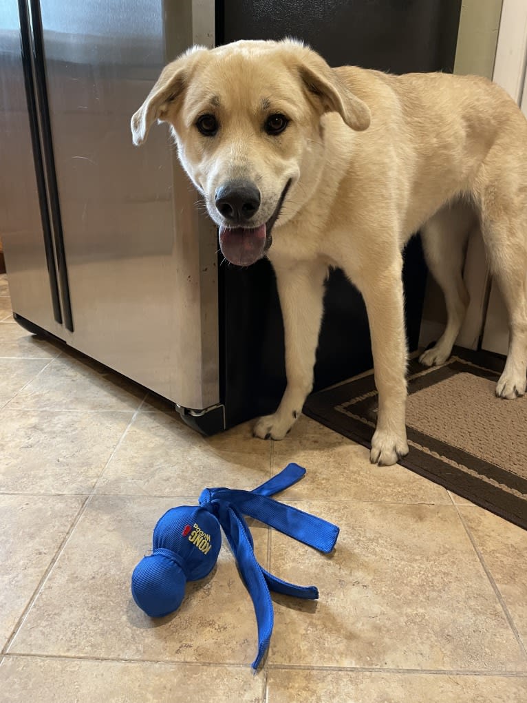 Sadie, a Great Pyrenees and German Shepherd Dog mix tested with EmbarkVet.com