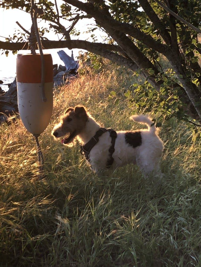 Gizmo, a Wire Fox Terrier tested with EmbarkVet.com