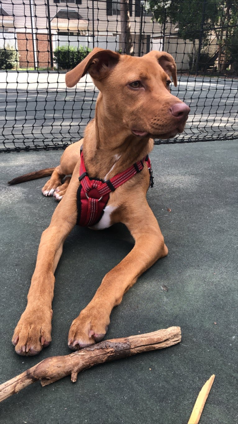 Rusty, an American Foxhound and American Pit Bull Terrier mix tested with EmbarkVet.com