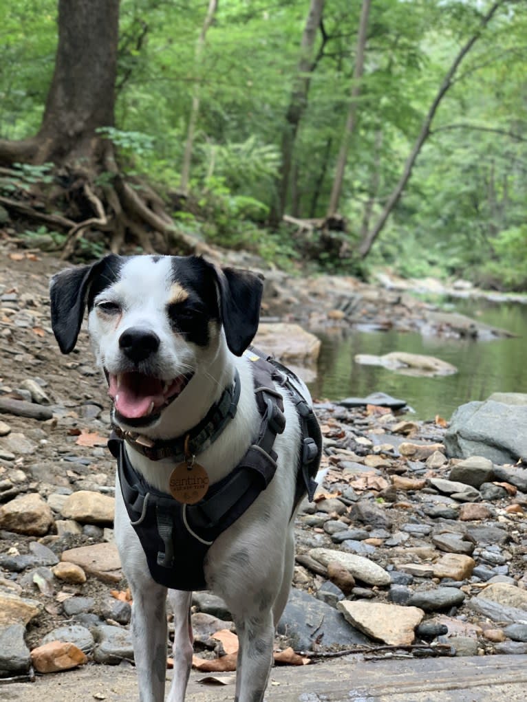 Santino, a German Shorthaired Pointer and Rat Terrier mix tested with EmbarkVet.com