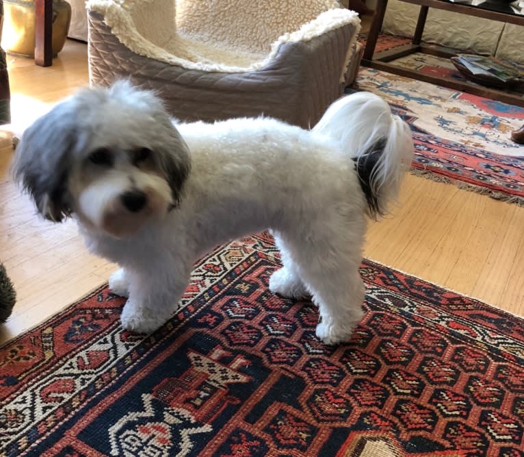 Wesley, a Coton de Tulear tested with EmbarkVet.com