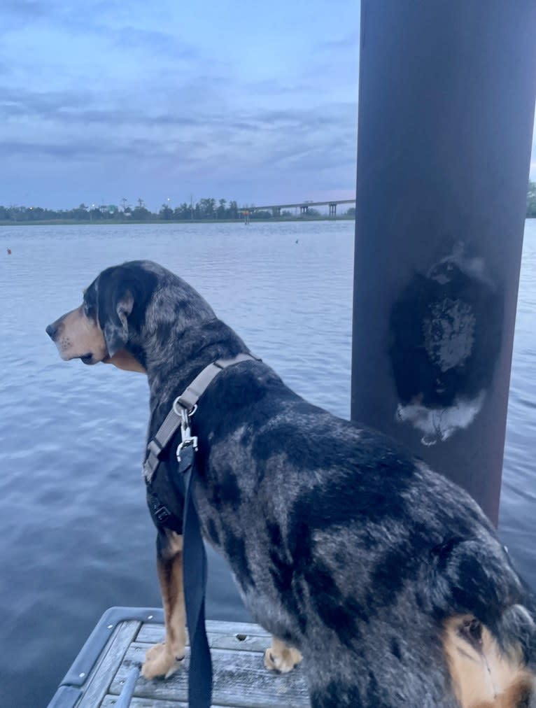 Winston, an American Leopard Hound tested with EmbarkVet.com