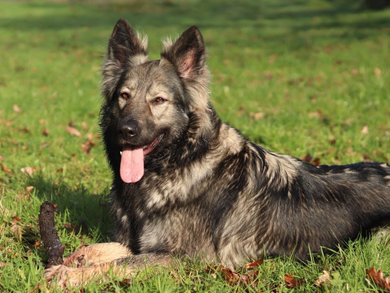 C'haërys, a German Shepherd Dog tested with EmbarkVet.com