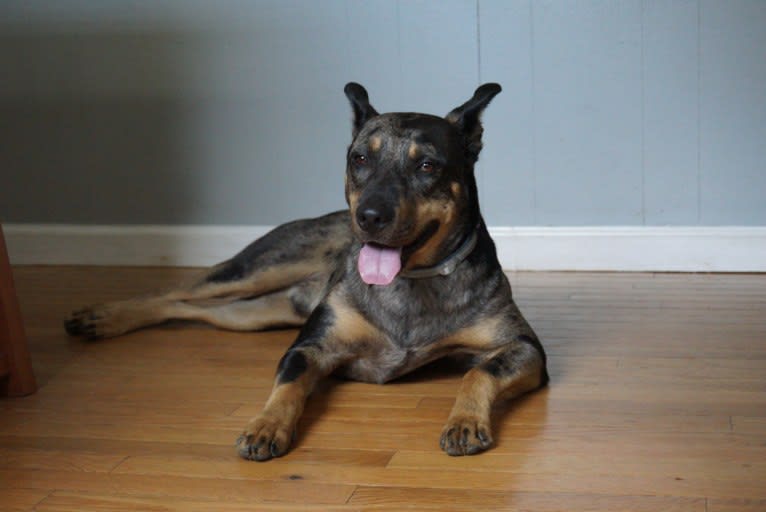 Rhett, a Catahoula Leopard Dog and Siberian Husky mix tested with EmbarkVet.com