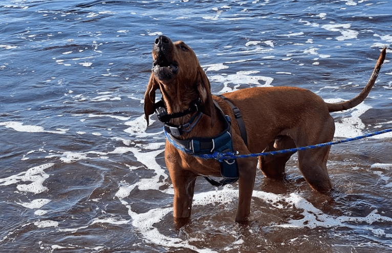 Tanner, a Redbone Coonhound tested with EmbarkVet.com